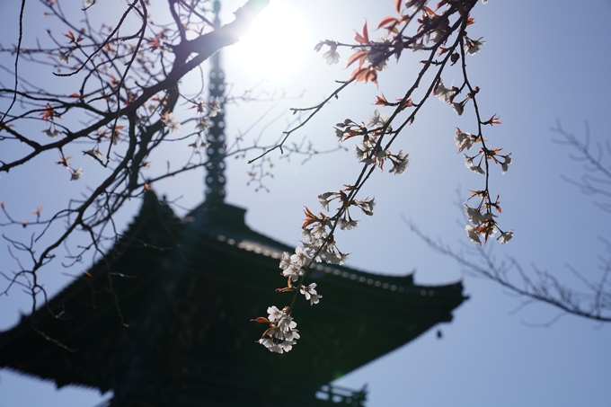 京都_桜_2020_20　真如堂　No21