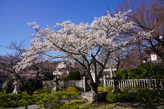 京都_桜_2020_20　真如堂　No22