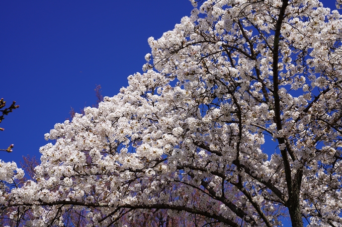 京都_桜_2020_20　真如堂　No23