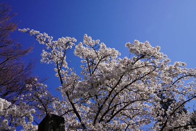 京都_桜_2020_20　真如堂　No24