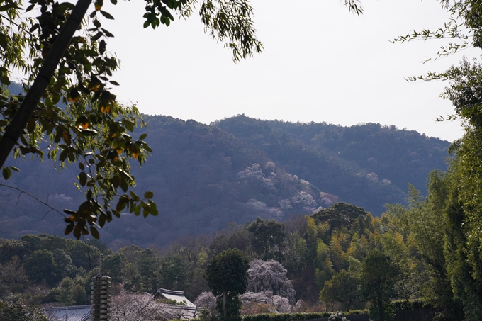 京都_桜_2020_16　嵐山公園　No3