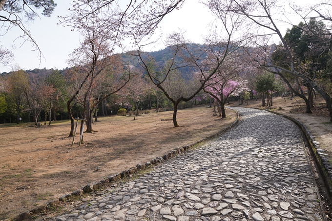 京都_桜_2020_16　嵐山公園　No5