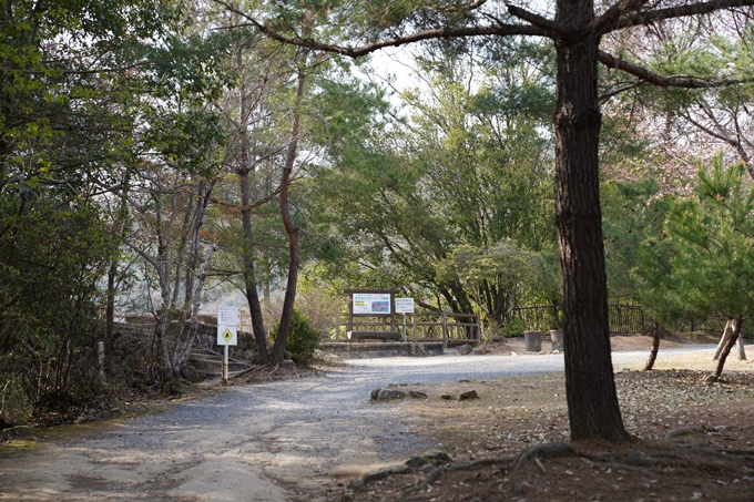 京都_桜_2020_16　嵐山公園　No7