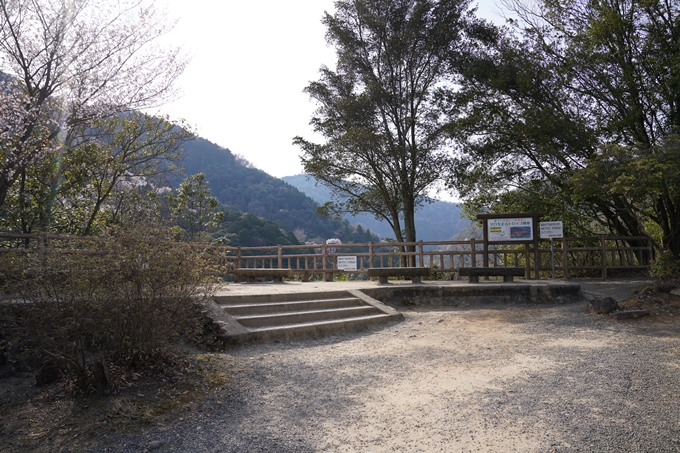 京都_桜_2020_16　嵐山公園　No8