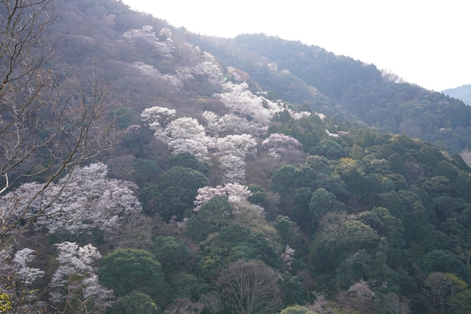 京都_桜_2020_16　嵐山公園　No10