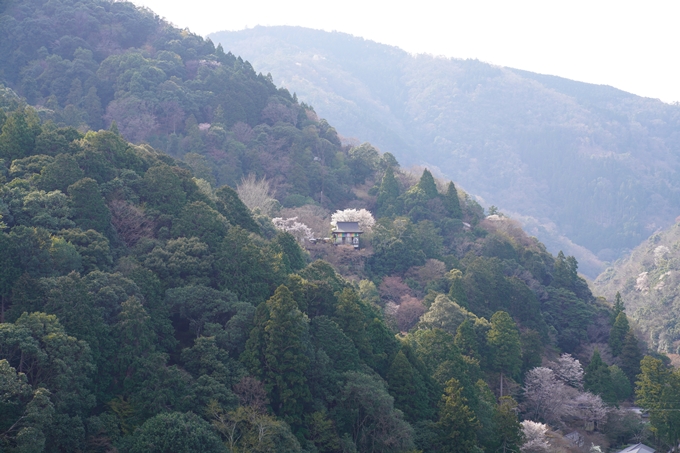 京都_桜_2020_16　嵐山公園　No11