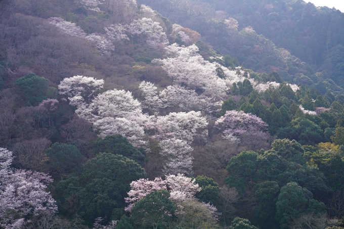 京都_桜_2020_16　嵐山公園　No12