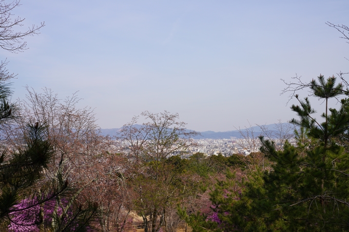 京都_桜_2020_16　嵐山公園　No14