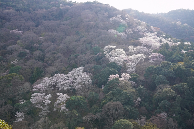 京都_桜_2020_16　嵐山公園　No16