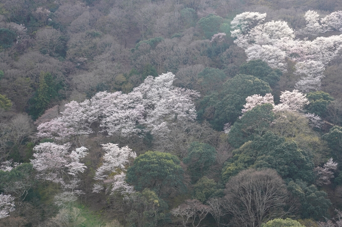 京都_桜_2020_16　嵐山公園　No17