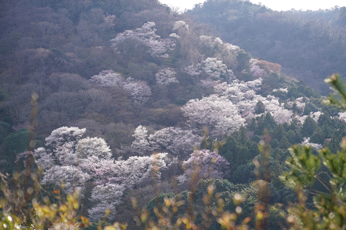 京都_桜_2020_16　嵐山公園　No18