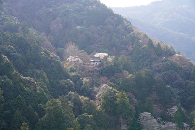 京都_桜_2020_16　嵐山公園　No19