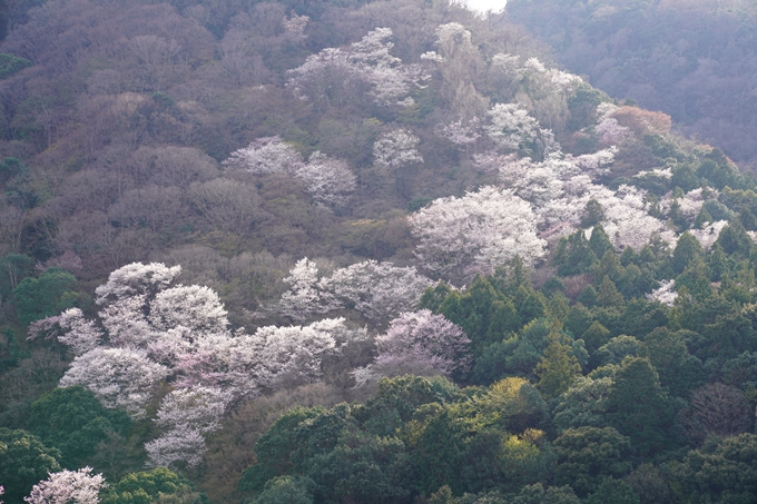 京都_桜_2020_16　嵐山公園　No21