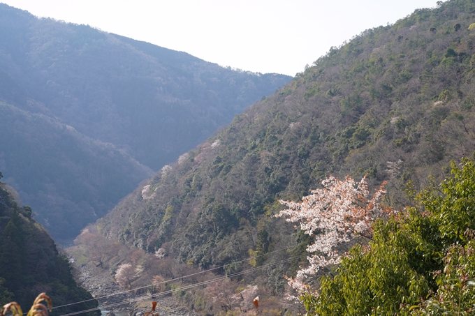 京都_桜_2020_16　嵐山公園　Nop22
