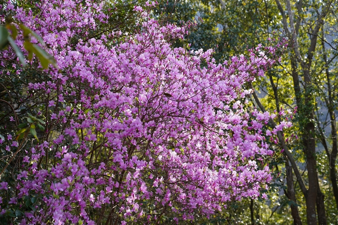 京都_桜_2020_17　嵐山公園　No2