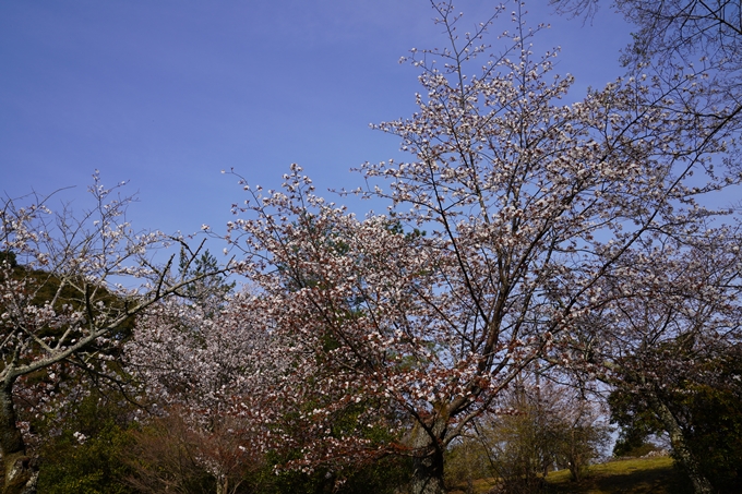京都_桜_2020_17　嵐山公園　No3