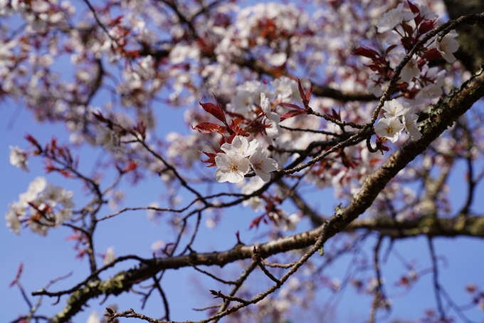 京都_桜_2020_17　嵐山公園　No4