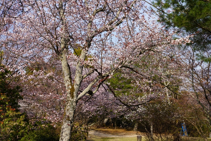 京都_桜_2020_17　嵐山公園　No5