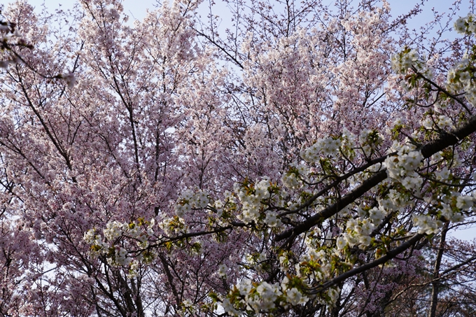 京都_桜_2020_17　嵐山公園　No6