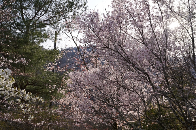 京都_桜_2020_17　嵐山公園　No7