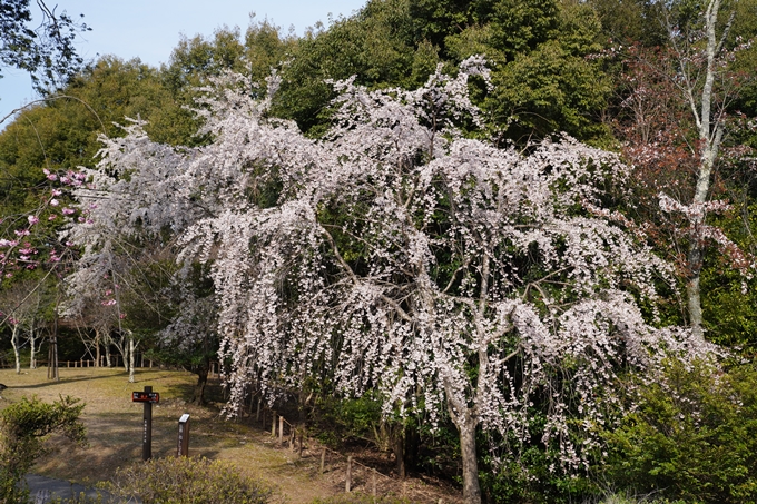 京都_桜_2020_17　嵐山公園　No8