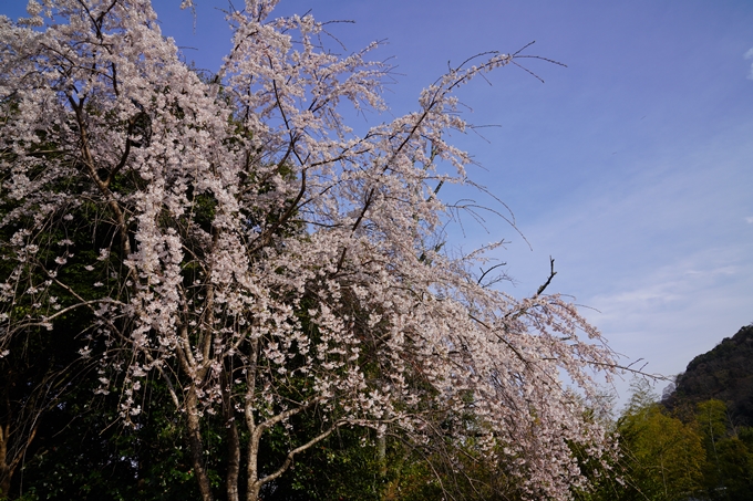 京都_桜_2020_17　嵐山公園　No9