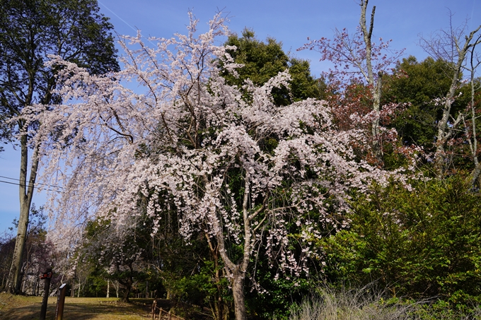 京都_桜_2020_17　嵐山公園　No10