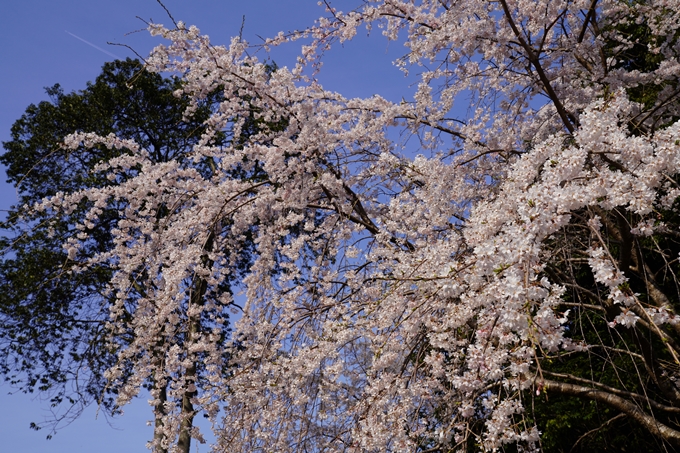 京都_桜_2020_17　嵐山公園　No11