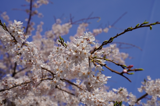 京都_桜_2020_17　嵐山公園　No12