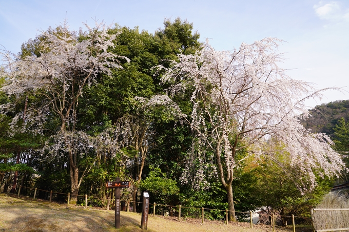 京都_桜_2020_17　嵐山公園　No13