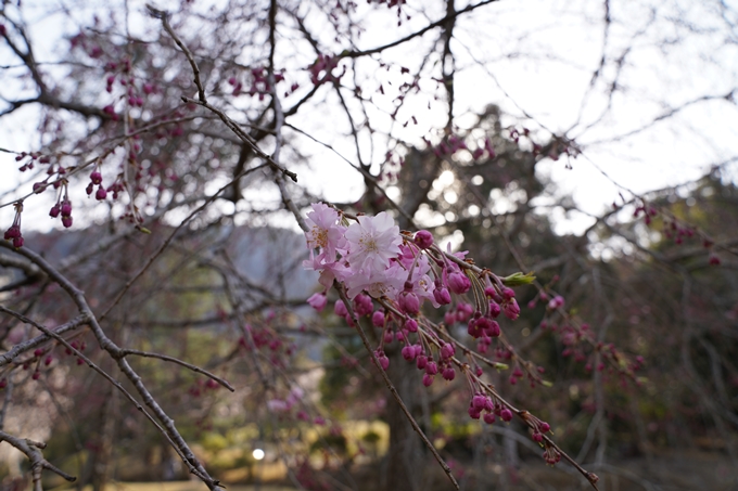 京都_桜_2020_17　嵐山公園　No14