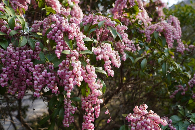 京都_桜_2020_17　嵐山公園　No15