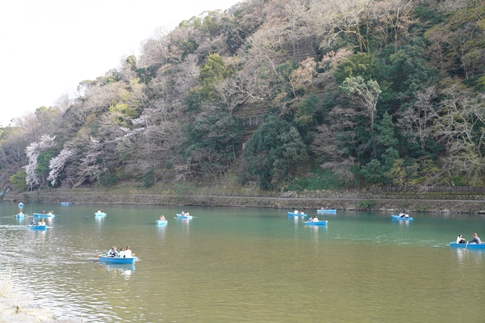 京都_桜_2020_17　嵐山公園　No16