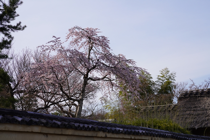 京都_桜_2020_18　嵯峨釈迦堂　No2