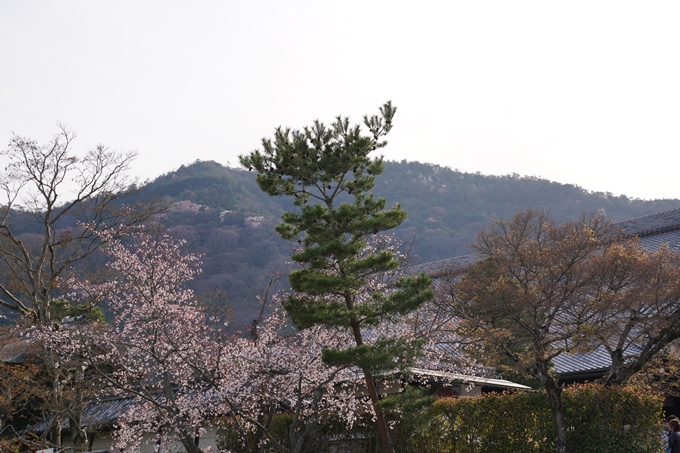 京都_桜_2020_18　嵯峨釈迦堂　No3