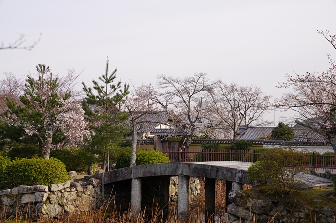 京都_桜_2020_18　嵯峨釈迦堂　No4