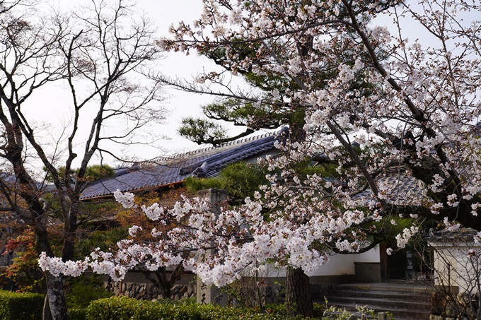 京都_桜_2020_18　嵯峨釈迦堂　No5