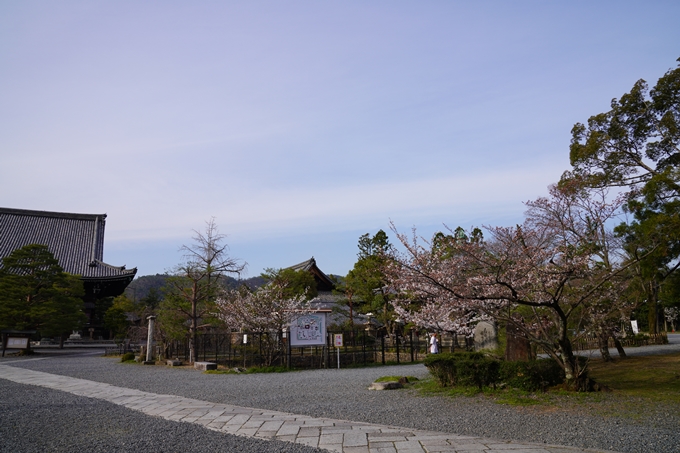 京都_桜_2020_18　嵯峨釈迦堂　No9