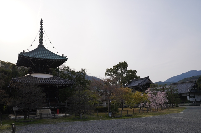 京都_桜_2020_18　嵯峨釈迦堂　No10