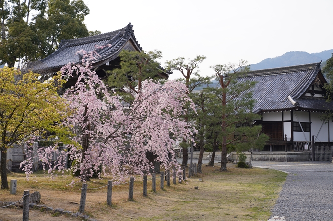 京都_桜_2020_18　嵯峨釈迦堂　No11