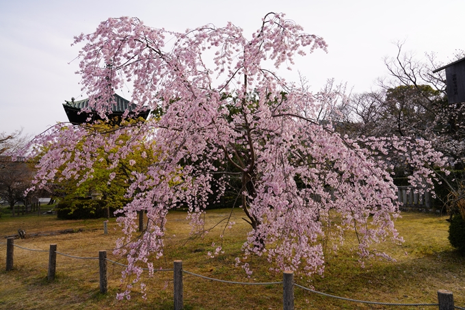 京都_桜_2020_18　嵯峨釈迦堂　No12