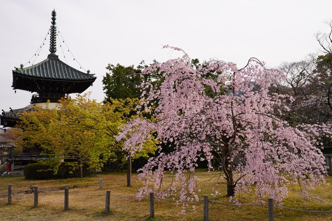 京都_桜_2020_18　嵯峨釈迦堂　No13