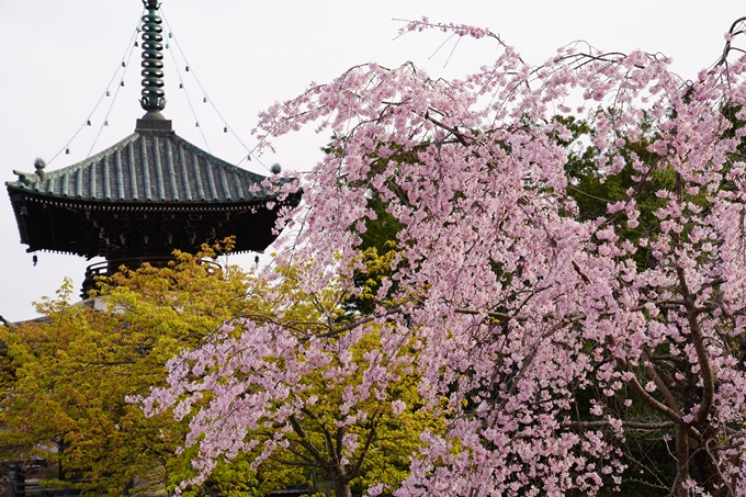 京都_桜_2020_18　嵯峨釈迦堂　No14