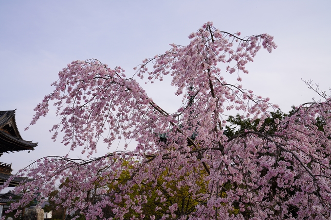 京都_桜_2020_18　嵯峨釈迦堂　No15