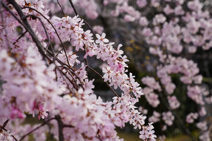 京都_桜_2020_18　嵯峨釈迦堂　No16