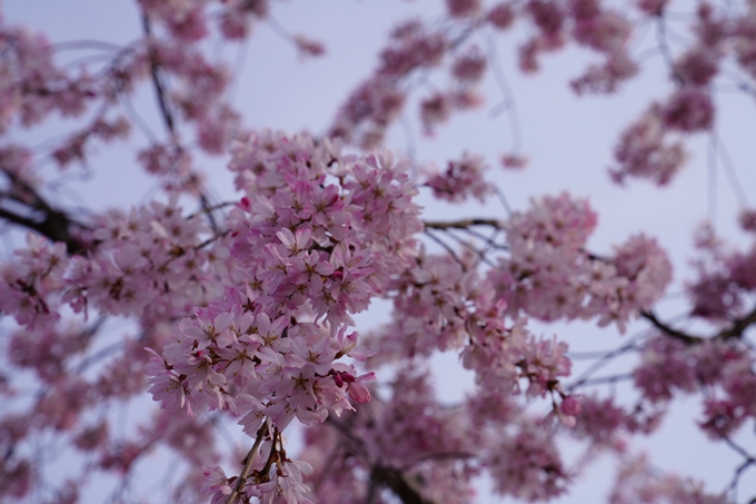 京都_桜_2020_18　嵯峨釈迦堂　No17