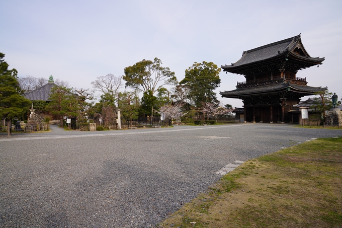 京都_桜_2020_18　嵯峨釈迦堂　No18