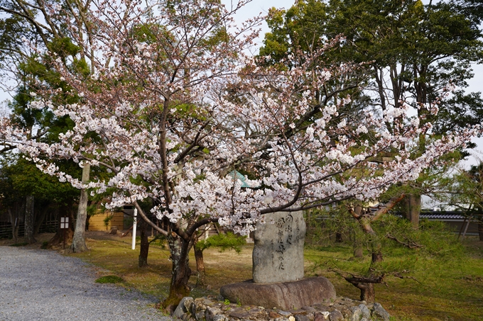 京都_桜_2020_18　嵯峨釈迦堂　No19