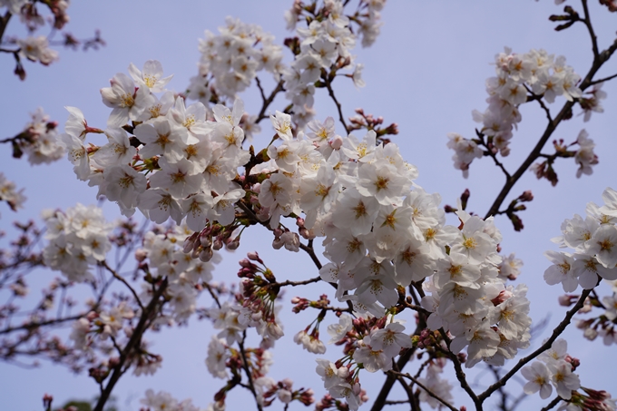 京都_桜_2020_18　嵯峨釈迦堂　No20