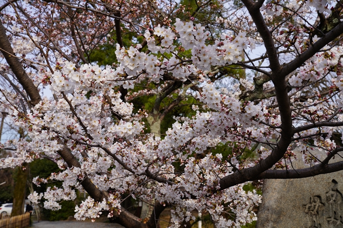 京都_桜_2020_18　嵯峨釈迦堂　No21